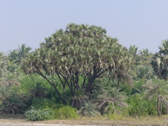 Hyphaene dichotoma