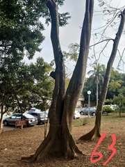 Ficus microcarpa microcarpa