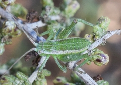 Odontura aspericauda