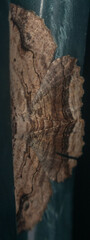 Menophra abruptaria