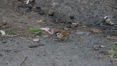 Passer montanus saturatus