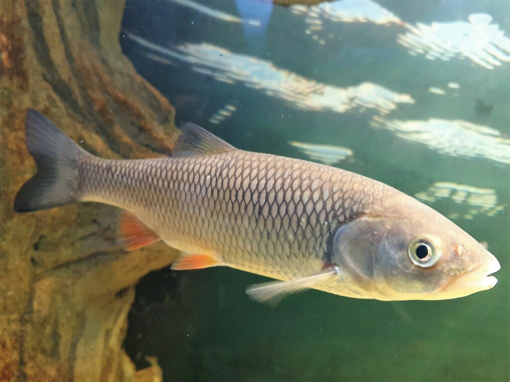European Chub
