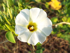 Ipomoea corymbosa
