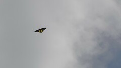 Troides minos