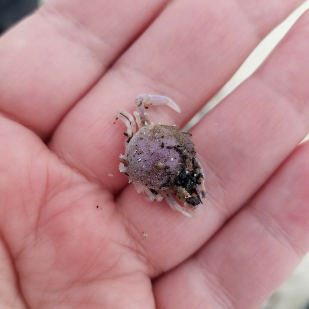 pink purse crab