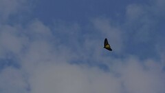 Troides minos