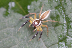 Asaracus megacephalus