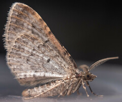 Xanthorhoe ferrugata