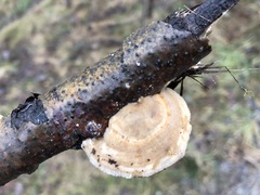 Trametes hirsuta