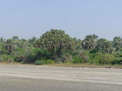 Hyphaene dichotoma