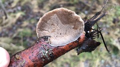 Trametes hirsuta