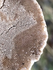 Trametes hirsuta