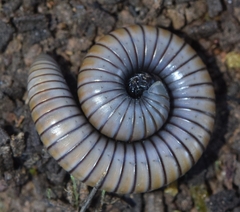 Ommatoiulus rutilans