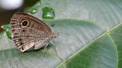 Ypthima huebneri