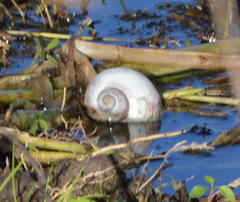 Pomacea paludosa