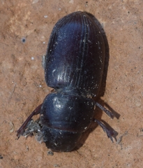 Acinopus almeriensis