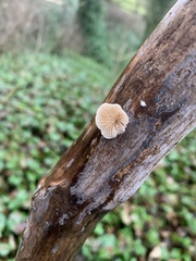 Crepidotus variabilis