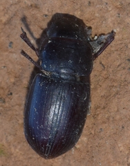 Acinopus almeriensis