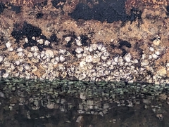 Amphibalanus amphitrite