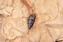 Chondrina kobeltoides