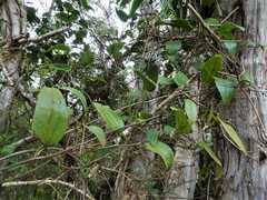 Smilax neocaledonica