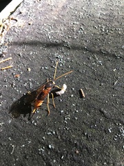 Urocerus gigas