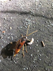 Urocerus gigas