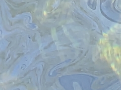 Oreochromis mossambicus