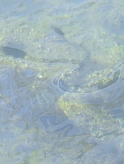 Oreochromis mossambicus