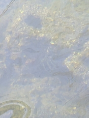 Oreochromis mossambicus