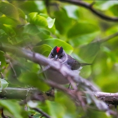 Coryphospingus pileatus