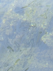 Oreochromis mossambicus