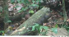 Nicator chloris