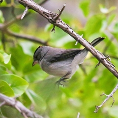 Coryphospingus pileatus