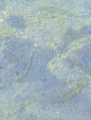 Oreochromis mossambicus