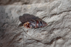 Chondrina kobeltoides
