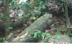 Nicator chloris