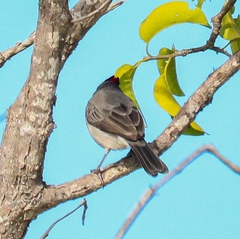 Coryphospingus pileatus