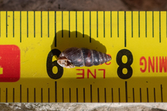 Chondrina kobeltoides