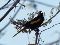 Cassiculus melanicterus