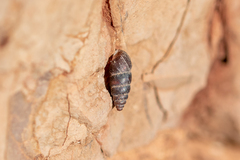 Chondrina kobeltoides