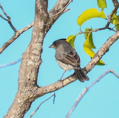 Coryphospingus pileatus