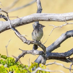 Coryphospingus pileatus