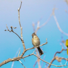 Coryphospingus pileatus