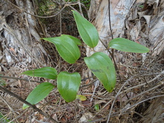 Smilax neocaledonica