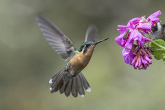 Lampornis castaneoventris