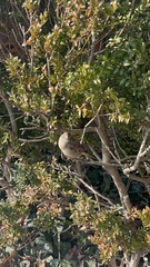 Passer domesticus