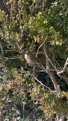 Passer domesticus