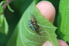 Phyllobius glaucus