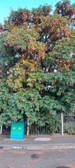 Fabaceae